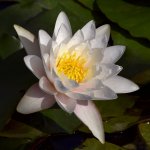 Waterlily2.jpg