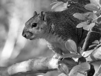 SquirrelBW.jpg