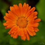DSC_4075.jpg