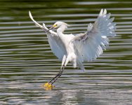 SnowyLanding-300.jpg