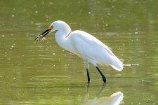 SnowyCrawdad-300.jpg