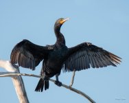 Cormorant-370.jpg