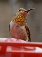 Hummer3.jpg