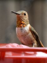 Hummer8.jpg