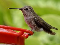 Hummer5.jpg