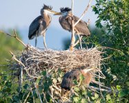 GBHNest-363.jpg