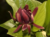 Spicebush.jpg