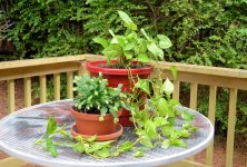 2018-07-20 Plants - for upload.jpg