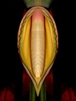Lily3Small.jpg