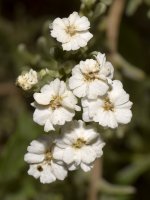 WhiteFlowers.jpg