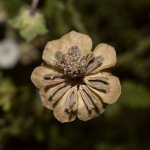 SeedHead.jpg