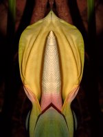 Lily5.jpg