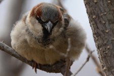 sparrow2.jpg