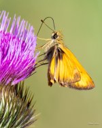 Skipper-310.jpg