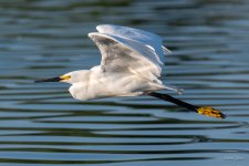 SnowyFlight-325.jpg