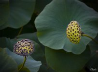 Lotus2.jpg Lotus2.jpg