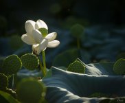 Lotus3sm.jpg Lotus3sm.jpg