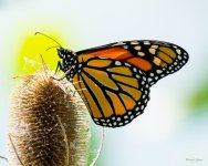 Monarch-300.jpg
