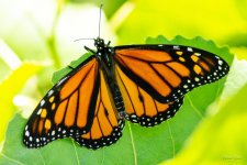 Monarch-301.jpg