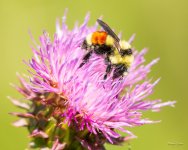 BumbleBee-310.jpg
