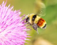 BumbleBee-311.jpg
