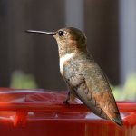 Hummer.jpg