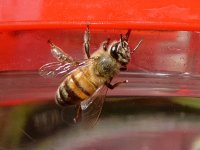 Bee.jpg