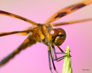 Dragonfly-333.jpg
