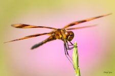 Dragonfly-334.jpg