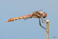 Dragonfly-330.jpg
