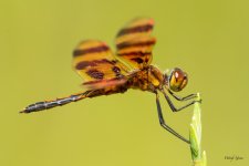 Dragonfly-331.jpg