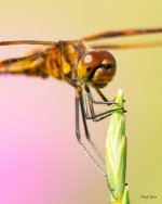 Dragonfly-332.jpg
