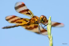 Dragonfly-337.jpg