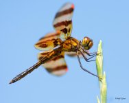 Dragonfly-338.jpg
