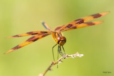 Dragonfly-339.jpg