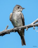 WesternWoodPeeWee-300.jpg