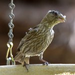 Finch2.jpg
