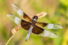 20180724-_D719922.jpg