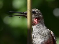 Hummer5.jpg