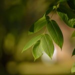 DSC_4330oil.jpg