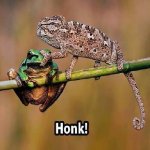 honk.jpg