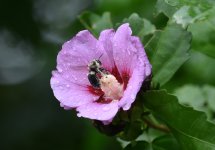 Bee017sm.jpg