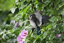 Jay025sm.jpg
