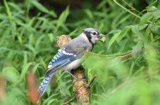 Jay026sm.jpg
