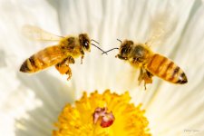 Bee-360.jpg