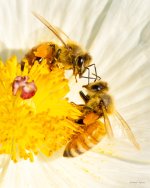 Bee-361.jpg