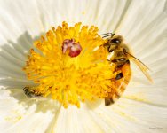 Bee-362.jpg