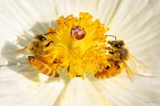 Bee-363.jpg