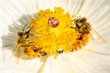 Bee-364.jpg