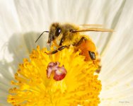 Bee-365.jpg